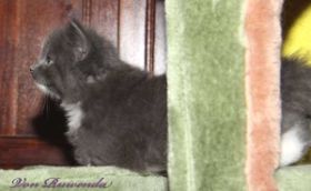 Kitten Sir Lancelot von den Norwegischen Waldkatzen von Ruwenda mit knapp 7 Wochen