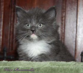 Kitten Sir Lancelot unser Schmusebär von den Norwegischen Waldkatzen von Ruwenda