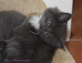 Auf dem Katzensofa - Sir Lancelot von den Norwegischen Waldkatzen von Ruwenda