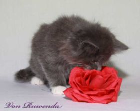 Kitten Sir Lancelot von den Norwegischen Waldkatzen von Ruwenda mit fast 9 Wochen