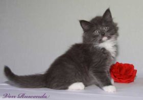 Kätzchen Sir Lancelot von den Norwegischen Waldkatze von Ruwenda mit roter Rose