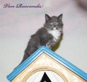 Kitten Sir Lancelot von den Norwegischen Waldkatzen von Ruwenda will hoch hinaus