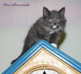 Kätzchen Sir Lancelot von den Norwegischen Waldkatzen von Ruwend auf dem Dach des Katzenhäuschens