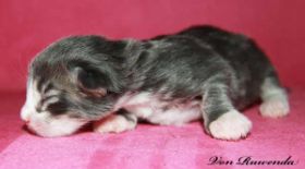 Kitten Sir Tristan von den Norwegischen Waldkatzen von Ruwenda am 1. Tag