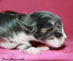 Katzenbaby Sir Tristan von den Norwegischen Waldkatzen von Ruwenda mit 1 Tag