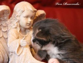 Kitten Sir Tristan von den Norwegischen Waldkatzen von Ruwenda mit 11 Tagen
