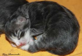Kitten Sir Tristan von den Norwegischen Waldkatzen von Ruwenda in der Wurfkiste