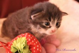 Katzenbaby Sir Tristan von Ruwenda mit 18 Tagen
