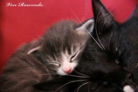 Kitten Sir Tristan von den Norwegischen Waldkatzen von Ruwenda kuschelt mit Mama Opal