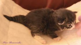Kitten Sir Tristan von den Norwegischen Waldkatzen von Ruwenda mit 18 Tagen