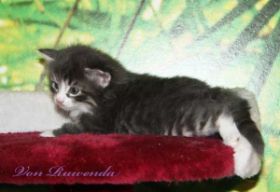 Kitten Sir Tristan von den Norwegischen Waldkatzen von Ruwenda mit fast 4 Wochen