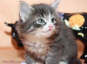 Katzenbaby Sir Tristan von den Norwegischen Waldkatzen von Ruwenda mit fast 5 Wochen