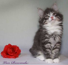 Katzenbaby Sir Tristan von den Norwegischen Waldkatzen von Ruwenda mit fast 9 Wochen