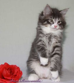 Kitten Sir Tristan von den Norwegischen Waldkatzen mit fast 9 Wochen