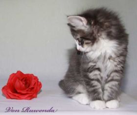 Kitten Sir Tristan von den Norwegischen Waldkatzen von Ruwenda mit roter Rose