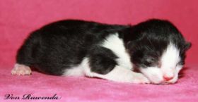 Artus_25082011.jpg