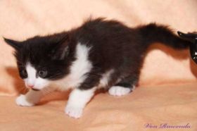 Artus_28092011.jpg