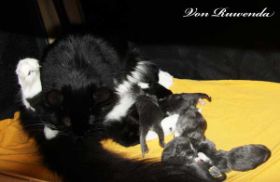 Opal_Kitten_250811.jpg