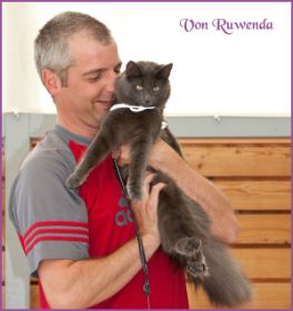 Morgana von den Norwegischen Waldkatzen von Ruwenda mit Herrchen