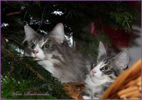 IMG_4593.jpg