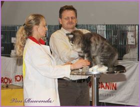 Tyrone bei den Norwegischen Waldkatzen von Ruwenda bei der Best in Show in Fellbach 2012