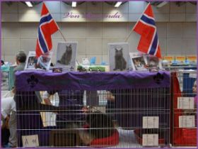Ausstellungskäfig der Norwegischen Waldkatzen von Ruwenda in Vaduz 2012