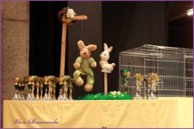 Ostern auf Ausstellung in Bregenz mit den Norwegischen Waldkatzen von Ruwenda