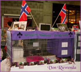 Käfig-Deko der Norwegischen Waldkatzen von Ruwenda