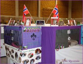 Ausstellung Abstatt 2012 mit den Norwegischen Waldkatzen von Ruwenda