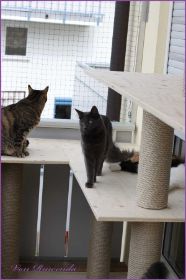 Samy mit Jeanie von den Norwegischen Waldkatzen von Ruwenda auf dem Balkon