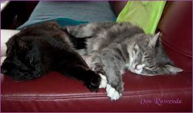Pearl und Tyrone von den Norwegischen Waldkatzen von Ruwenda beim Pfoteln auf dem Sofa