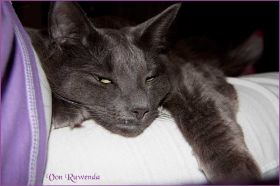 Lady Guinevere von den Norwegischen Waldkatzen von Ruwenda