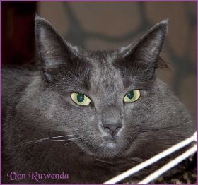 Lady Guinevere von den Norwegischen Waldkatzen von Ruwenda