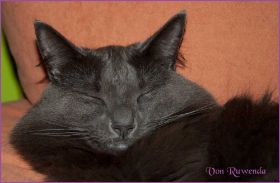Lady Guinevere von den Nowegischen Waldkatzen von Ruwenda