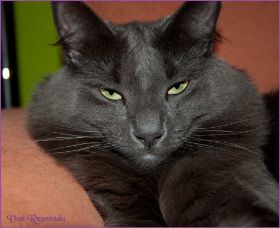 Lady Guinevere von den Nowegischen Waldkatzen von Ruwenda
