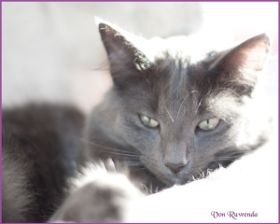 Lady Guinevere von den Nowegischen Waldkatzen von Ruwenda