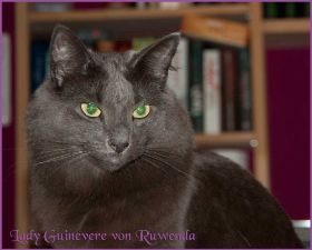 Lady Guinevere von den Norwegischen Waldkatzen von Ruwenda