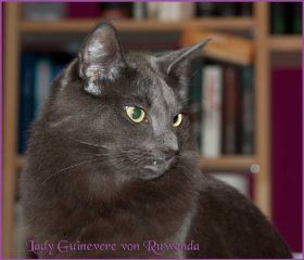 Lady Guinevere von den Norwegischen Waldkatzen von Ruwenda