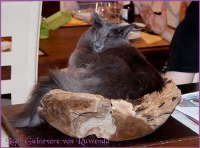 Lady Guinevere von den Norwegischen Waldkatzen von Ruwenda