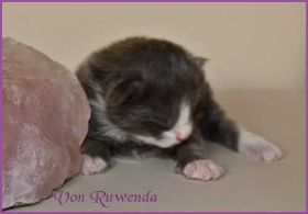 Marco von den Norwegischen Waldkatzen von Ruwenda 4 Tage alt