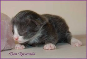 Nomal und Katerchen Marco von den Norwegischen Waldkatzen von Ruwenda mit 4 Tagen