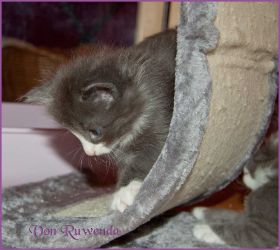 Katerchen Marco (Schlumpfo) von den Norwegischen Waldkatzen von Ruwenda