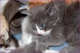 Katerchen Marco (Schlumpfo) von den Norwegischen Waldkatzen von Ruwenda