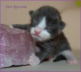 Kitten Rocky von den Norwegischen Waldkatzen von Ruwenda