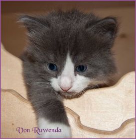 Katerchen Rocky von den Norwegischen Waldkatzen von Ruwenda