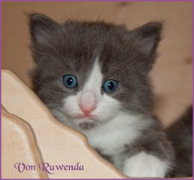 Katerchen Rocky von den Norwegischen Waldkatzen von Ruwenda