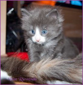 Katerchen Rocky von den Norwegischen Waldkatzen von Ruwenda