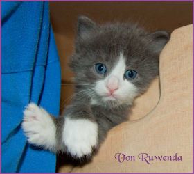 Katerchen Rocky von den Norwegischen Waldkatzen von Ruwenda