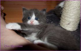 Katerchen Rocky von den Norwegischen Waldkatzen von Ruwenda