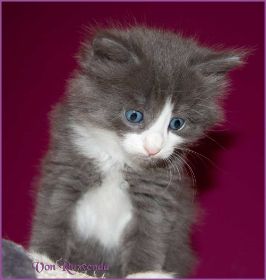 Katerchen Rocky von den Norwegischen Waldkatzen von Ruwenda